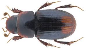 Attēlu rezultāti vaicājumam “Aegialia arenaria”