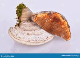 Attēlu rezultāti vaicājumam “Fomes fomentarius”