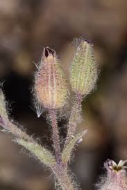 Attēlu rezultāti vaicājumam “Silene otites fruit”