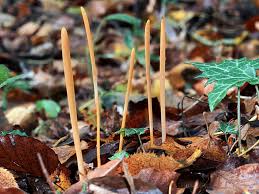 Attēlu rezultāti vaicājumam “Macrotyphula fistulosa”