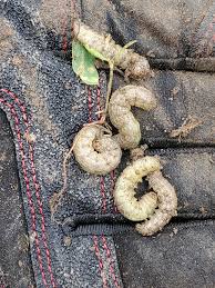 Attēlu rezultāti vaicājumam “Hadula trifolii larva”