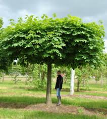Attēlu rezultāti vaicājumam “Aesculus hippocastanum”