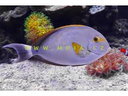 Image result for Acanthurus xanthopterus