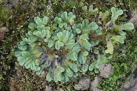 Attēlu rezultāti vaicājumam “Riccia sorocarpa”