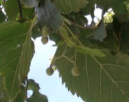 Attēlu rezultāti vaicājumam “Tilia tomentosa fruit”
