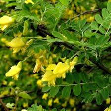 Attēlu rezultāti vaicājumam “Caragana arborescens fruit”