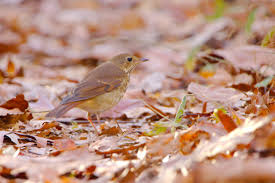 Image result for Catharus guttatus