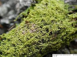 Attēlu rezultāti vaicājumam “Lophocolea minor”