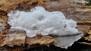 Attēlu rezultāti vaicājumam “Antrodia”