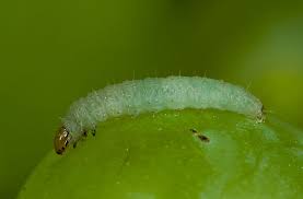 Attēlu rezultāti vaicājumam “Orthosia miniosa larva”