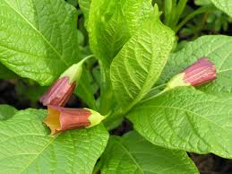 Attēlu rezultāti vaicājumam “Scopolia carniolica flower”