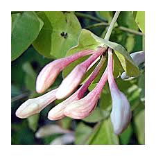 Attēlu rezultāti vaicājumam “Lonicera caprifolium”