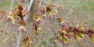 Attēlu rezultāti vaicājumam “Acer saccharinum bud”