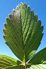 Attēlu rezultāti vaicājumam “Fragaria viridis”