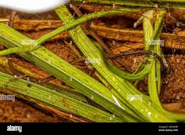 Attēlu rezultāti vaicājumam “Nematomorpha”