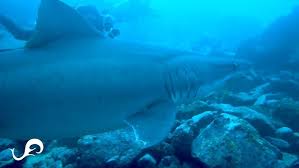 Image result for Odontaspis ferox