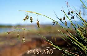 Attēlu rezultāti vaicājumam “Carex paupercula”