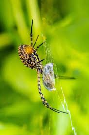 Attēlu rezultāti vaicājumam “Aculepeira ceropegia”