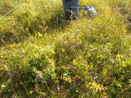 Attēlu rezultāti vaicājumam “Carex lasiocarpa leaf”