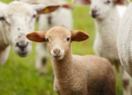 Attēlu rezultāti vaicājumam “Ovis aries juvenile”