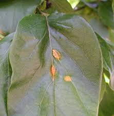 Attēlu rezultāti vaicājumam “Gymnosporangium sp.”