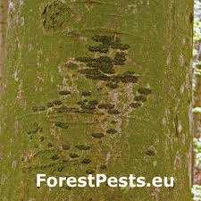 Attēlu rezultāti vaicājumam “Psylla alni”