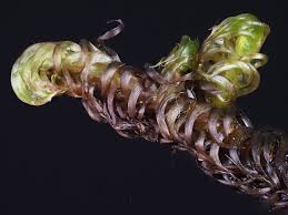 Attēlu rezultāti vaicājumam “Scorpidium revolvens”