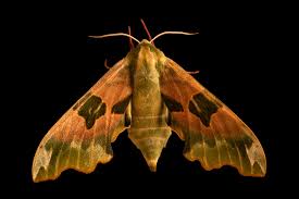 Attēlu rezultāti vaicājumam “Mimas tiliae”