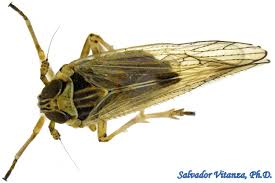 Attēlu rezultāti vaicājumam “Delphacidae”