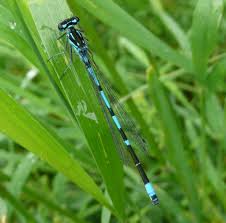 Attēlu rezultāti vaicājumam “Coenagrion pulchellum male”