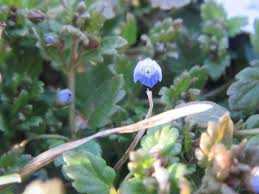 Attēlu rezultāti vaicājumam “Veronica persica”