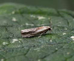 Attēlu rezultāti vaicājumam “Comatricha tenerrima macro”