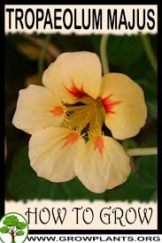 Attēlu rezultāti vaicājumam “Tropaeolum majus flower”