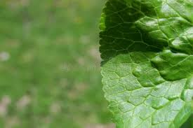 Attēlu rezultāti vaicājumam “Caltha palustris leaf”