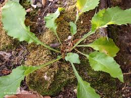 Attēlu rezultāti vaicājumam “Hieracium murorum bud”