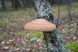 Attēlu rezultāti vaicājumam “Piptoporus betulinus”
