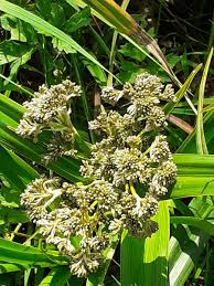 Attēlu rezultāti vaicājumam “Scirpus sylvaticus flower”