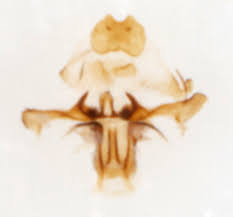 Attēlu rezultāti vaicājumam “Incurvaria praelatella”