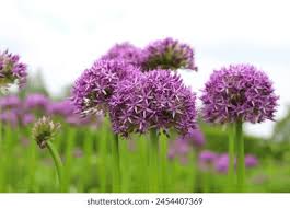 Attēlu rezultāti vaicājumam “Allium holandicum bud”