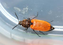 Attēlu rezultāti vaicājumam “Anostirus castaneus”