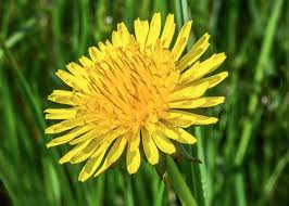 Attēlu rezultāti vaicājumam “Taraxacum officinale aggr.”