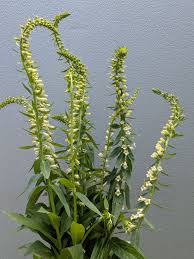 Image result for Digitalis lutea