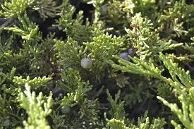 Attēlu rezultāti vaicājumam “Juniperus sabina”