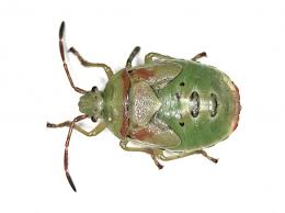 Attēlu rezultāti vaicājumam “Elasmostethus interstinctus”