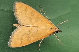 Attēlu rezultāti vaicājumam “Mecyna flavalis”