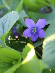 Attēlu rezultāti vaicājumam “Viola sororia flower”