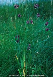 Attēlu rezultāti vaicājumam “Allium scorodoprasum leaf”