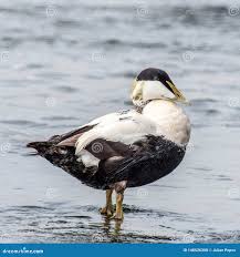 Attēlu rezultāti vaicājumam “Somateria mollissima juvenile”