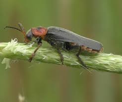 Attēlu rezultāti vaicājumam “Cantharidae”