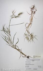 Attēlu rezultāti vaicājumam “Anisantha tectorum fruit”